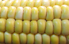 image of corn